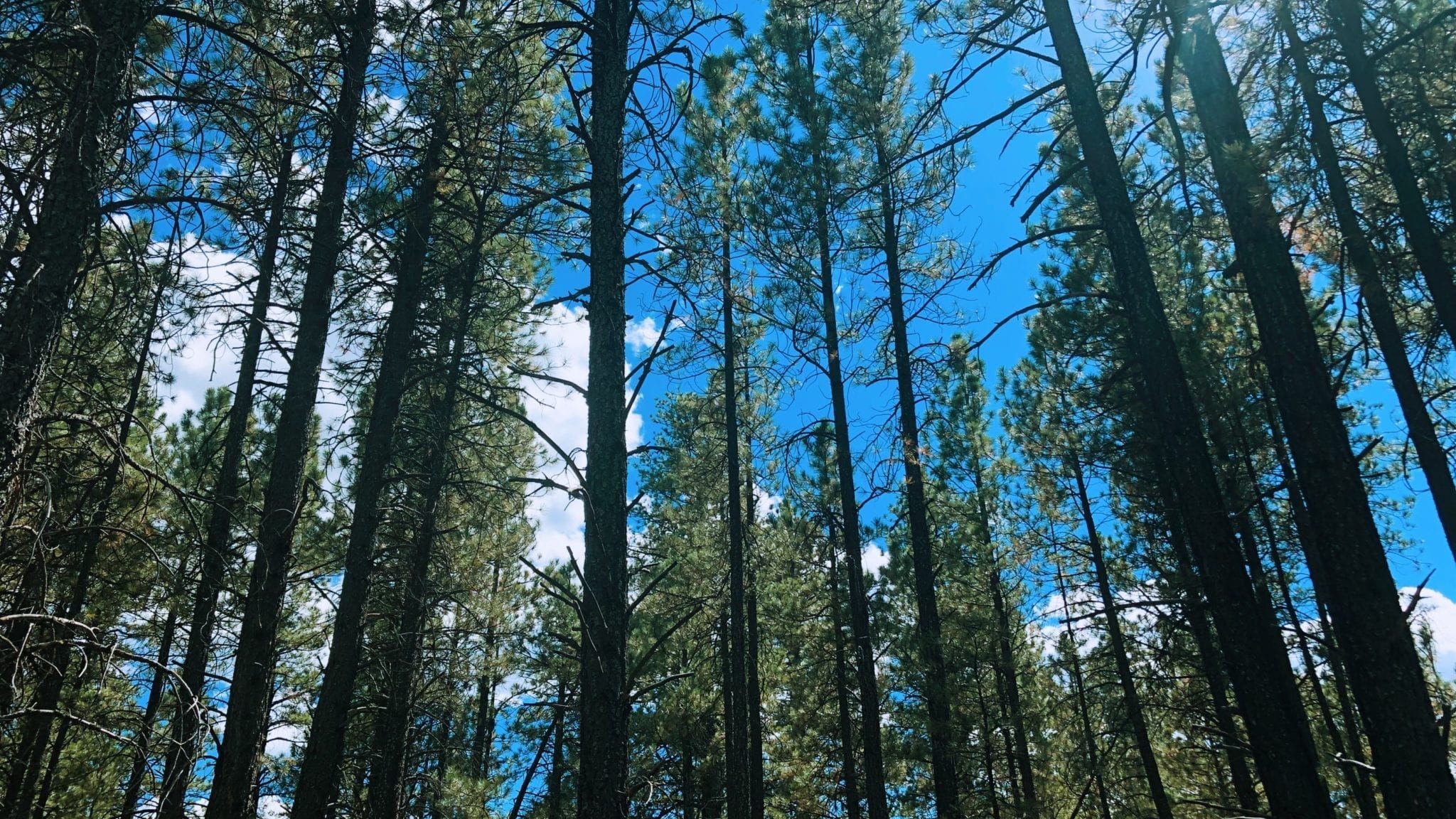 IMG_6803 Lava Cave River, Flagstaff