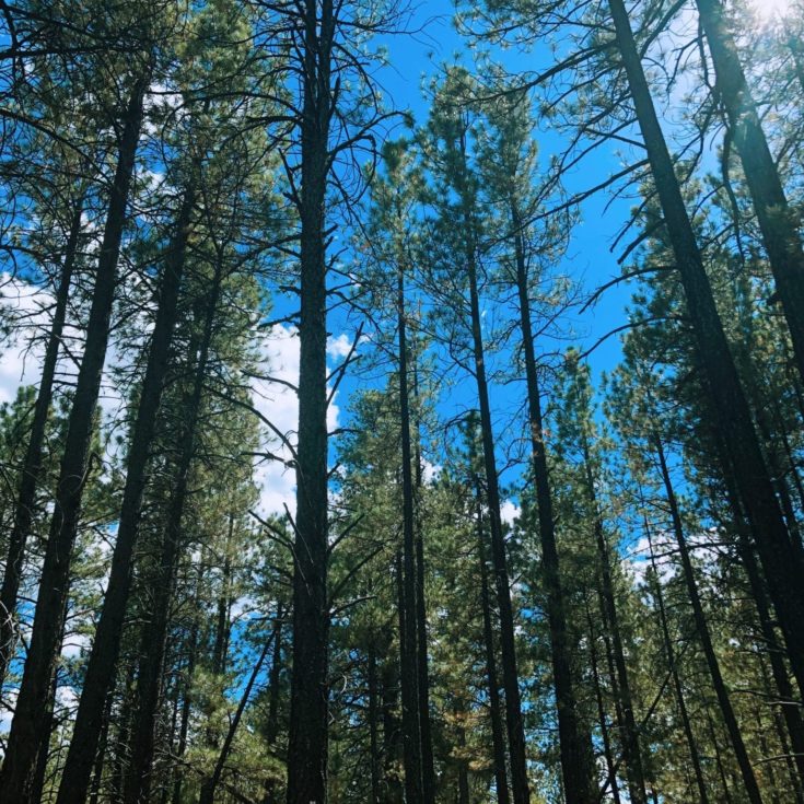 Phoenix Relocation Source Free Phoenix Home Buying Guide